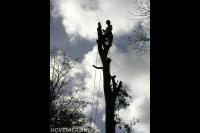 Boom kappen door gebruik te maken van klimtechnieken 4