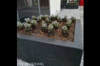 Hoveniersbedrijf Joël Breedveld