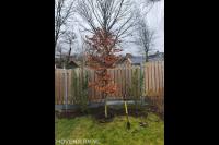 Beuk verplanten en laurieren planten
