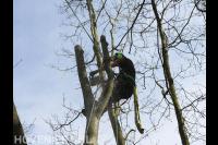 Boom kappen met klimtechnieken 1