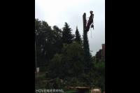 Boom kappen mbv klimtechnieken