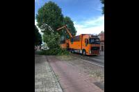 Bomen langs openbare weg verwijderen 1