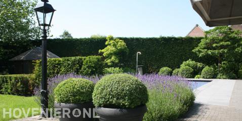 Buxusbollen in bloempotten en lavendel bij zwembad