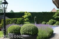 Buxusbollen in bloempotten en lavendel bij zwembad