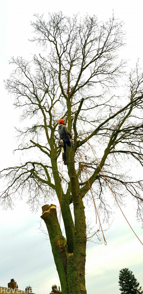 Boom kappen met behulp van klimtechnieken