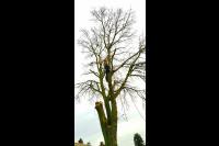 Boom kappen met behulp van klimtechnieken