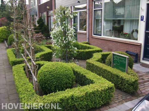 Kleine voortuin met buxushagen