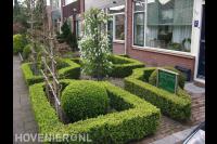 Kleine voortuin met buxushagen