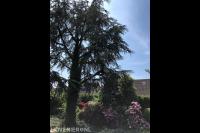 Boom snoeien mbv klimtechnieken 5