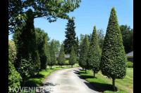 Vormsnoei van bomen langs oprit