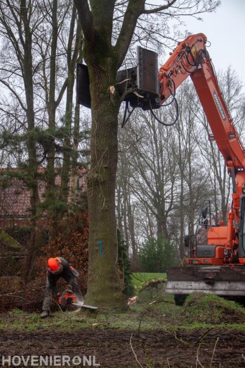 Boom omzagen met kettingzaag