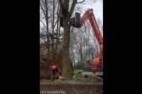 Boom omzagen met kettingzaag