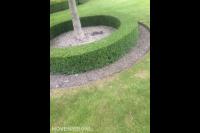 Strak geknipte buxushaag