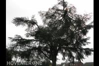 Boom kappen met klimtechnieken en kraan 1