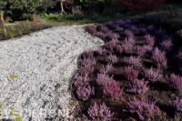 Border met jonge heide