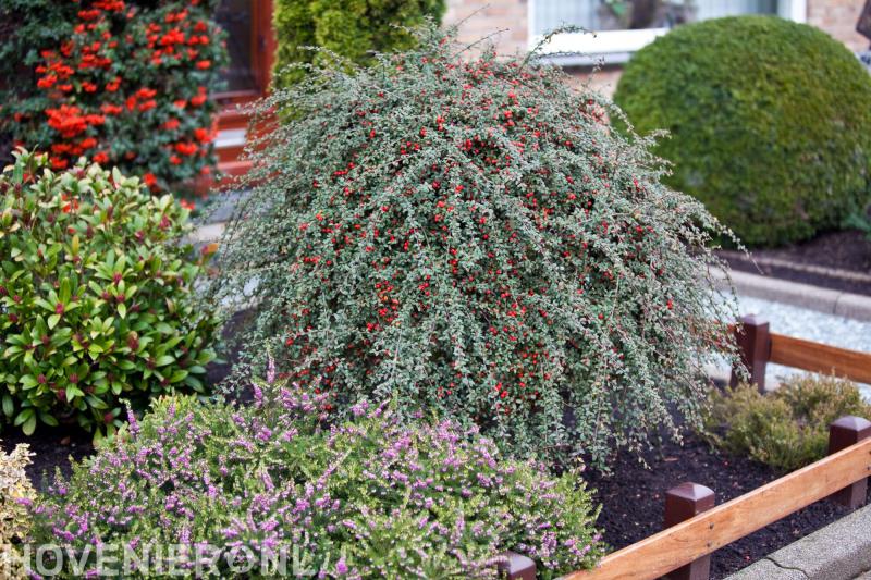 Hoveniersbedrijf Van den Bosch