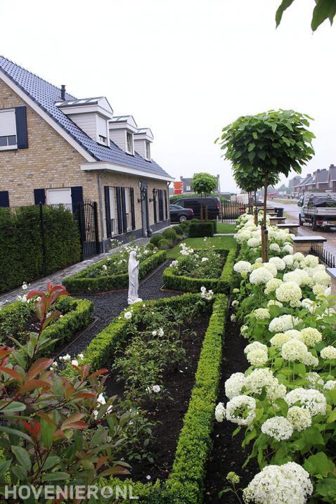 Hortensia's, bolcatalpa's en buxus in voortuin