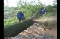 Konijnenberg Bos en Groen