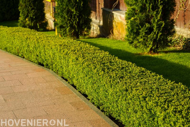 Christian Kant Hoveniersbedrijf