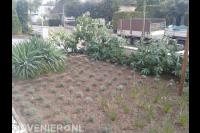 Nieuwe beplanting in voortuin