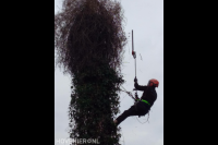 Boom snoeien met behulp van klimtechnieken