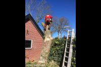Boom kappen met behulp van klimtechnieken