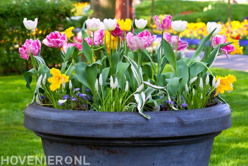 Boomverzorger Lambert Boumans