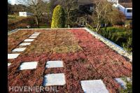 Sedumdak met stapstenen