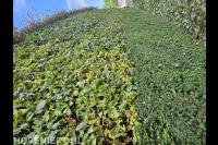 Voor al uw snoeiwerk