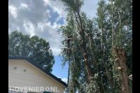 Boom verwijderen met inzet van hoogwerker 1