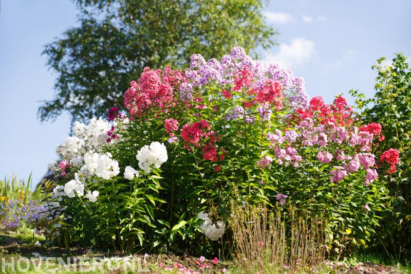 Van Amerongen Boomverzorgers & Hoveniers