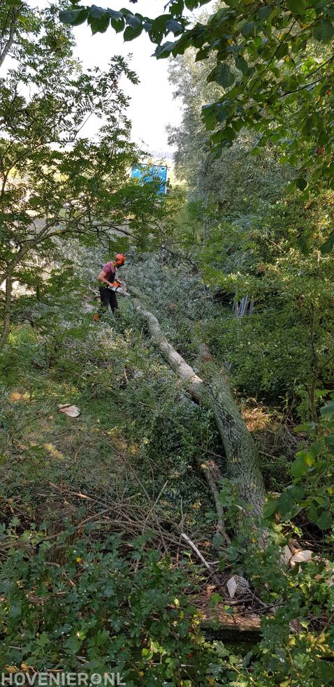 Gekapte boom klein zagen