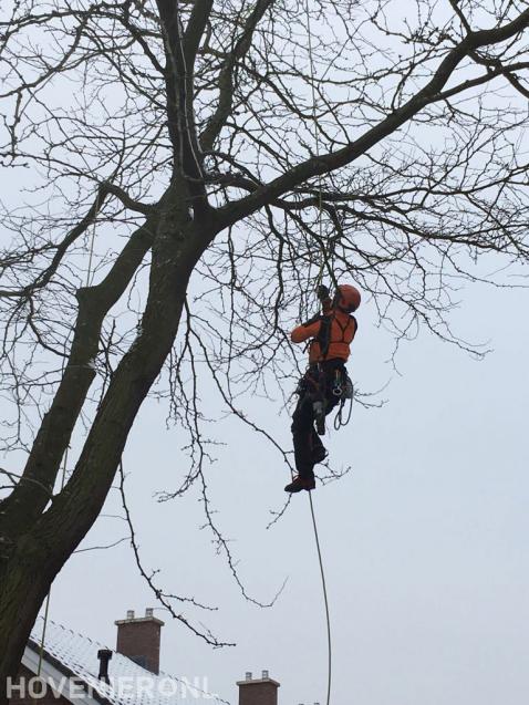 Boom snoeien mbv klimtechnieken 1