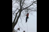 Boom snoeien mbv klimtechnieken 1