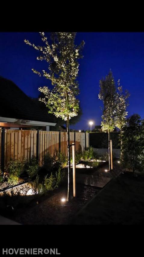 Bomen in de spotlights