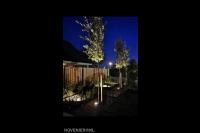 Bomen in de spotlights