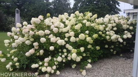 Grote hortensia's met witte bloemen