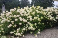 Grote hortensia's met witte bloemen