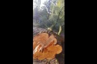 Gekapte boom afvoeren