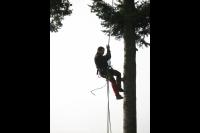 Boom kappen met klimtechnieken en kraan 5