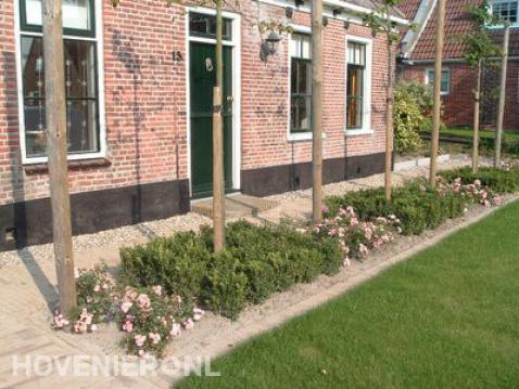 Voortuin met rozen, buxus en leibomen