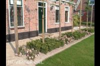 Voortuin met rozen, buxus en leibomen