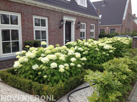 Buxushagen omringen bloeiende hortensia's