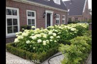 Buxushagen omringen bloeiende hortensia's