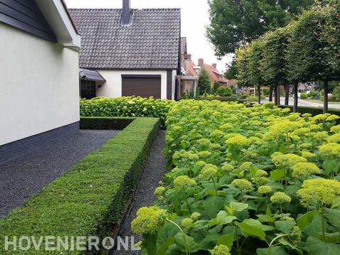 Voortuin met strakke heggen