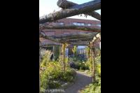 Tuin met veel groen en pergola over tuinpad