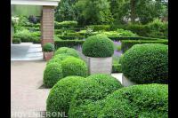 Snoeien van buxus in bolvormen
