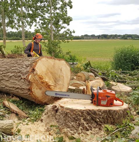 Grote boom omzagen met kettingzaag