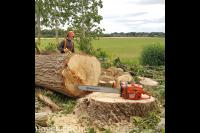 Grote boom omzagen met kettingzaag