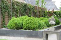 Hedera schutting en verhoogde border met buxus